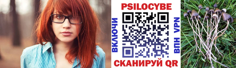 Псилоцибиновые грибы Psilocybine cubensis  Шатура 
